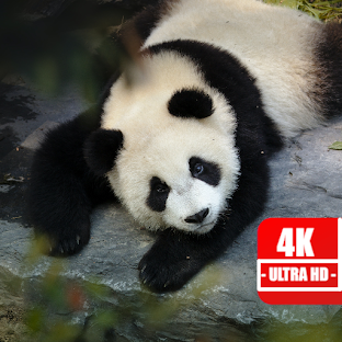 4K Panda Wallpapers